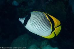 BD-100920-Fury-Shoal-1831-Chaetodon-lineolatus.-Cuvier.-1831-[Lined-butterflyfish].jpg